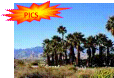 am_us_palm