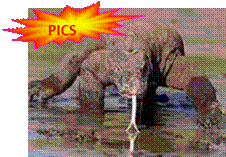 as_id_komodo