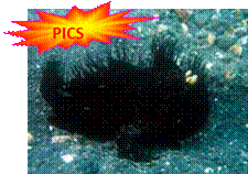 as_id_lembeh