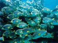 ap_au_coral